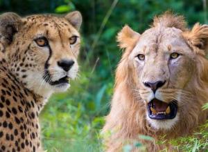 How the introduction of African cheetahs to Kuno National Park could endanger the Asiatic lion, which is earmarked for translocation to those forests